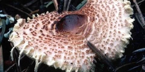 Lepiota nazubljen (nazubljeni kišobran): opis i fotografija